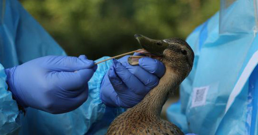Rusia detecta primer caso de transmisión de gripe aviar en humanos
