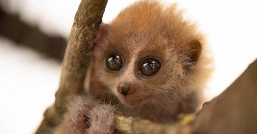 Un zoológico de EEUU muestra fotos de un raro mono pigmeo recién nacido