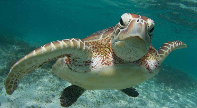 Al menos 19 personas fallecen en Madagascar tras comer tortugas marinas