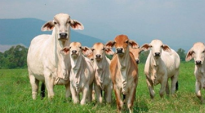 Productores exigen medidas que frenen el robo del ganado