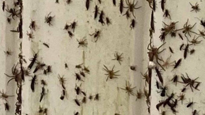 Arañas toman las casas en el sureste de Australia escapando de las inundaciones