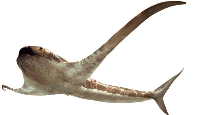 Extraño tiburón antiguo se deslizó por el mar con largas aletas en forma de alas