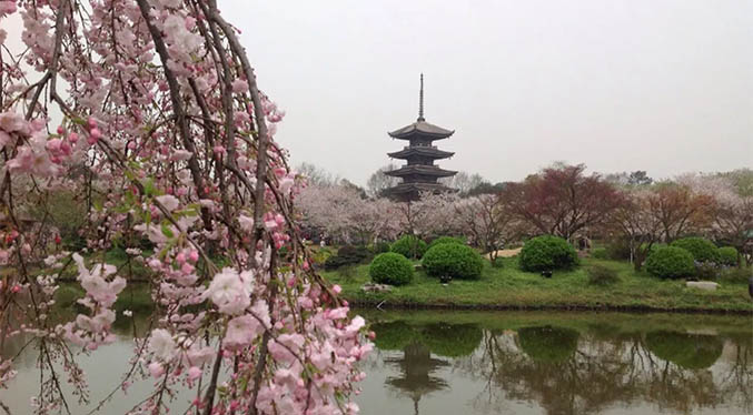 Wuhan recupera su festival de los cerezos en flor