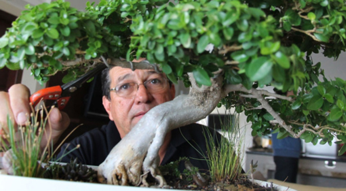 Fernando Moncada: “Cuando trabajamos un bonsái se entra en comunión con él”