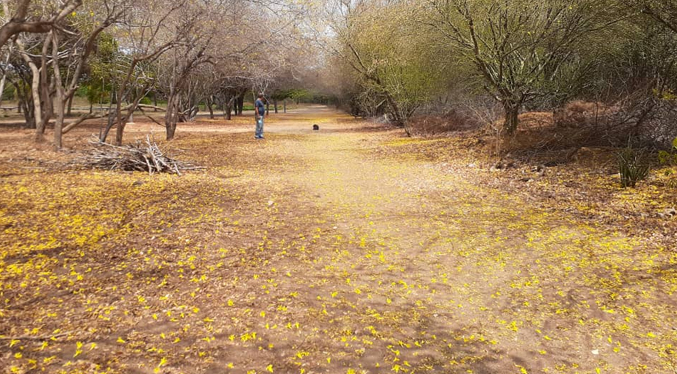 Curarires sueltan las hojas este Domingo de Resurrección en el Jardín Botánico de Maracaibo (Fotos y Video)