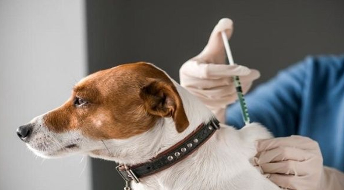 Rusia registra la primera vacuna anticovid para animales