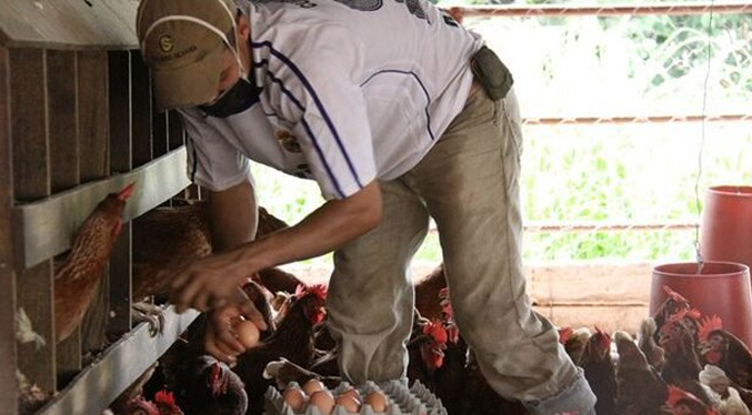 Escasez de insumos genera paralización de 138 granjas avícolas en Táchira