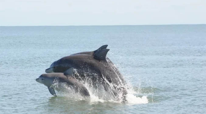 Estudio comprueba que los delfines guardan rencor