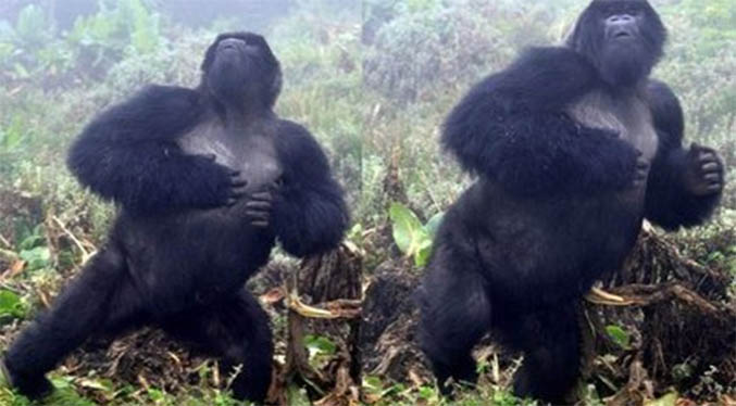 ¿Por qué los gorilas se golpean el pecho?