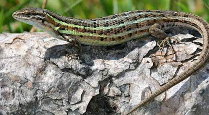 Descubren en la Amazonía venezolana una nueva especie de lagarto