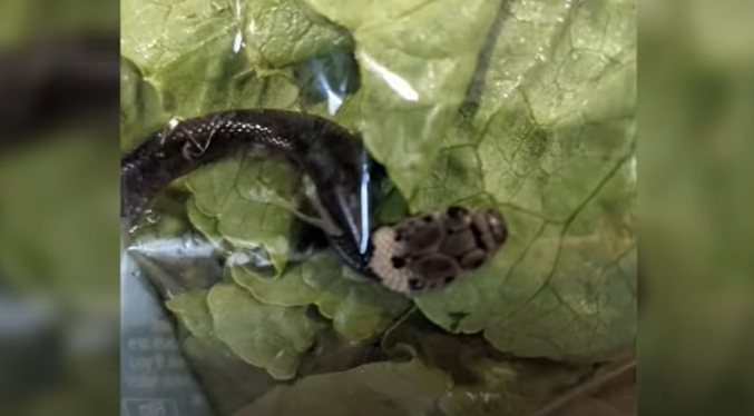 Hallan serpiente venenosa en paquete de lechuga de tienda australiana