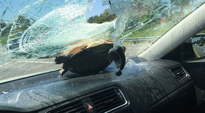 Tortuga se estrella en medio de la carretera contra el parabrisas de un auto