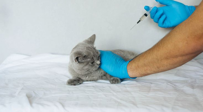 Rusia produce un primer lote de 17.000 dosis de su vacuna anticovid para animales