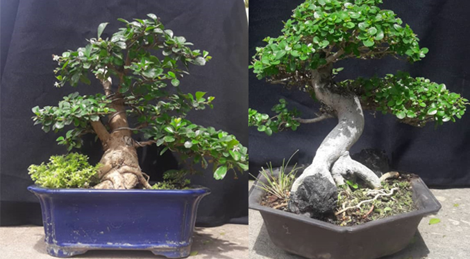 Con una hermosa exposición itinerante celebran el Día Mundial del Bonsais