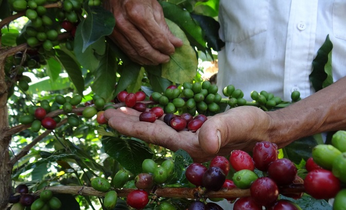 Fedeagro reporta caída en la producción de café