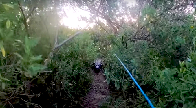 Pescador es sorprendido por un caimán que emerge del agua y lo persigue (video)