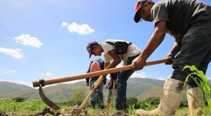 Movimiento de Agricultores desestima siembra de 250 mil hectáreas por «pésima distribución de gasoil»