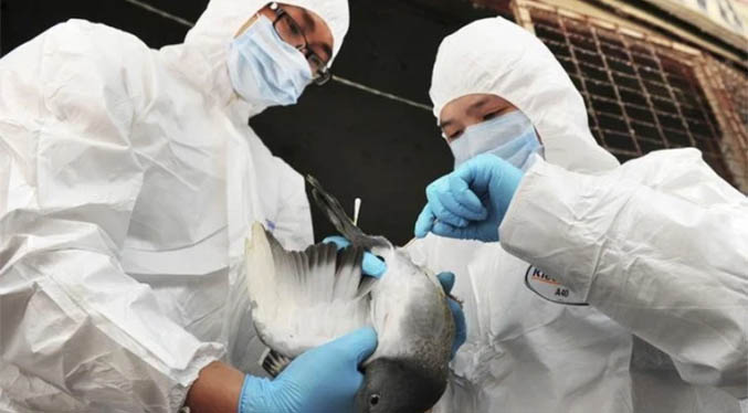 China reporta brote de variante H5N8 de gripe aviar en animales salvaje del Tíbet