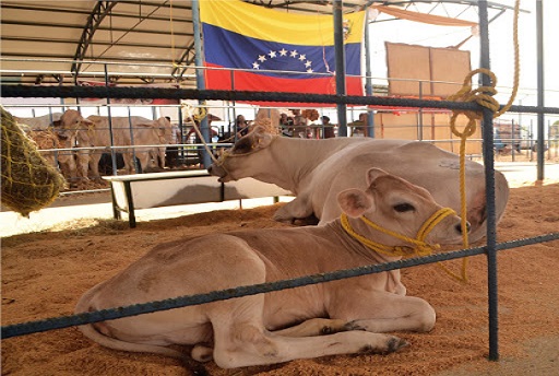 Fedenaga: sector ganadero venezolano está en “parálisis técnica”