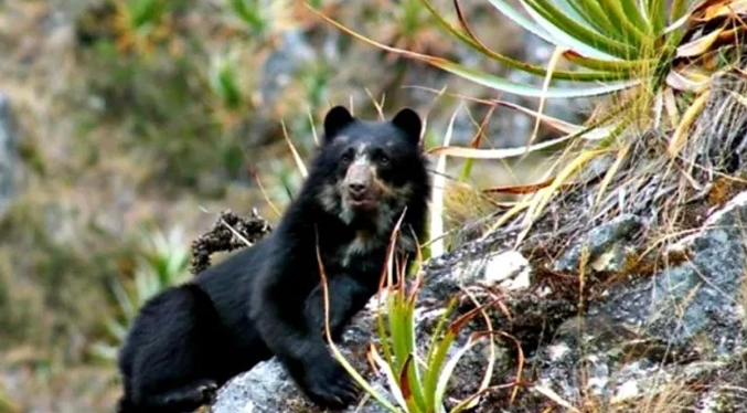 Hallan en los Andes venezolanos dos cachorros Jukumari, el único oso autóctono de Suramérica