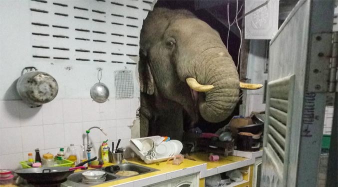 Familia tailandesa recibe visita reiterada de elefante en su cocina