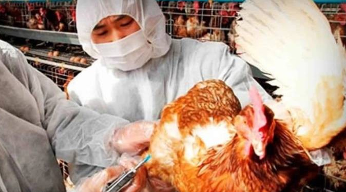 China confirma el primer contagio humano de cepa de gripe aviar