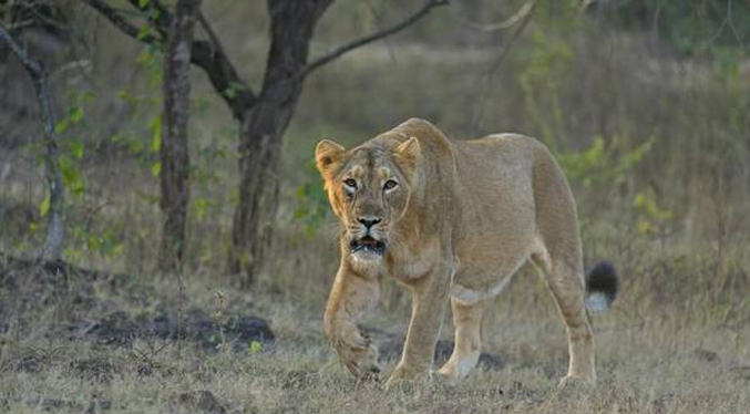 Nadie está a salvo: leona de un zoológico en la India murió de COVID-19