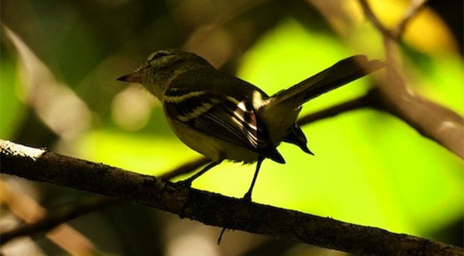 Redescubren al pájaro mosquerito de Paria en Turimiquire tras 16 años sin observarlo