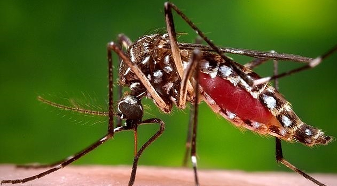 Detectan en EEUU mosquitos portadores de un virus capaz de paralizar a los humanos