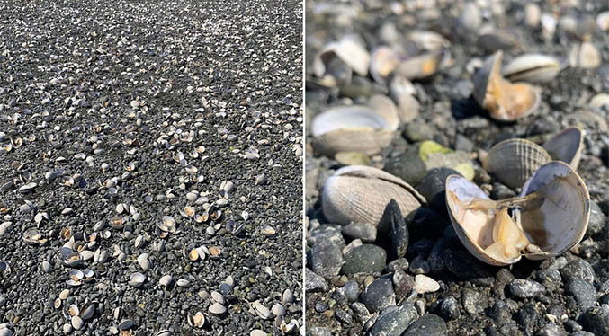 Fuerte ola de calor en EEUU provoca que cientos de almejas se cuezan en una playa (Fotos)