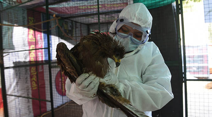 La India reporta la primera muerte por gripe aviar de la cepa H5N1