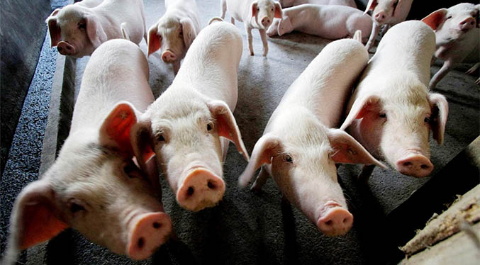 Confirman primer caso de gripe porcina en un ser humano en el Reino Unido