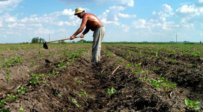 Estiman incremento de hasta 50 % de la siembra nacional en 2023
