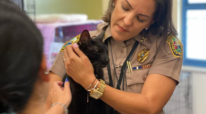 Hallan vivo a un gato que vivía en el edificio derrumbado de Miami