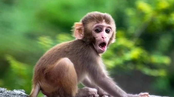 Confirma en China la primera muerte a causa de un virus que transmiten los monos