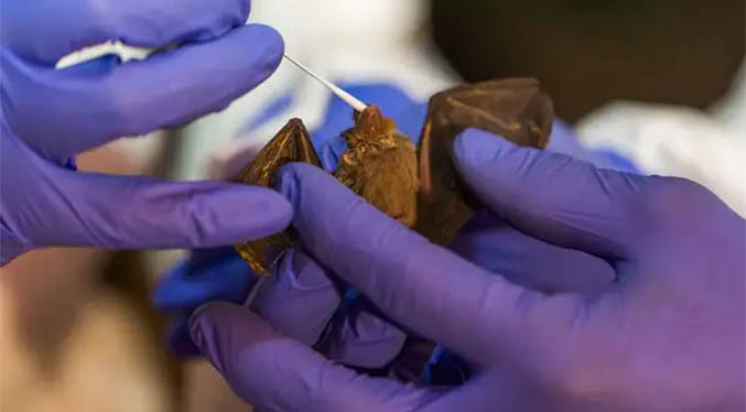 Detectan en murciélagos de Reino Unido un nuevo coronavirus