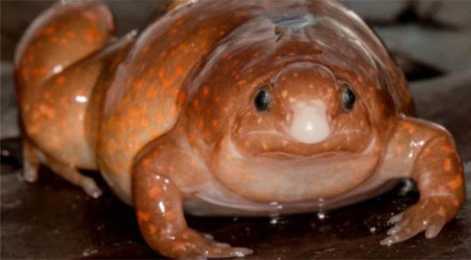Descubren en la Amazonía una especie de «rana zombie» que vive bajo tierra (Fotos)