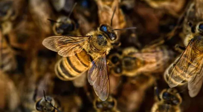 Una fallecida y cinco heridos por ataque de enjambre de abejas en Carabobo