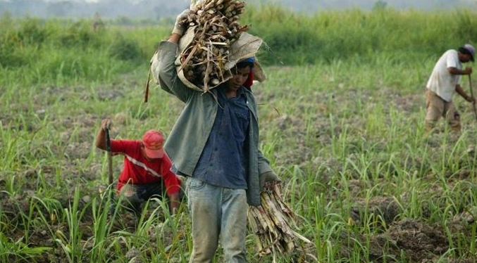 Fedeagro: Productores requieren créditos para incrementar la siembra