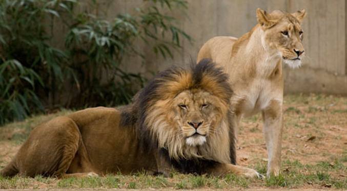 Seis leones y tres tigres del zoo de Wahington contrajeron covid