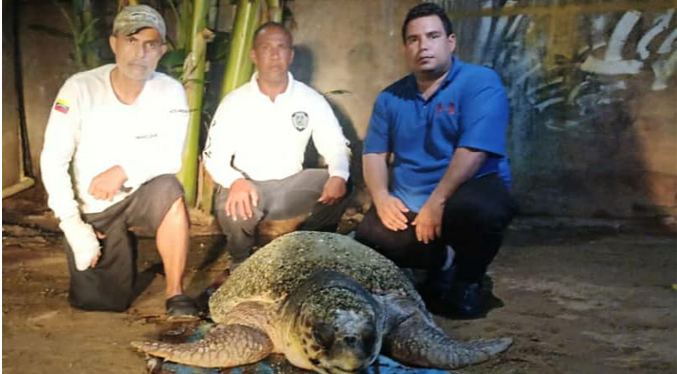 Muere la tortuga Caretta y la necropsia arroja gran cantidad de plástico en su estómago (Video)