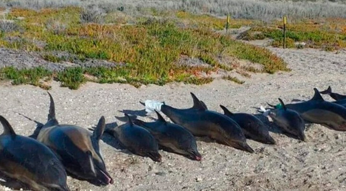 Hallan al menos 15 delfines muertos en una playa al sur de Argentina