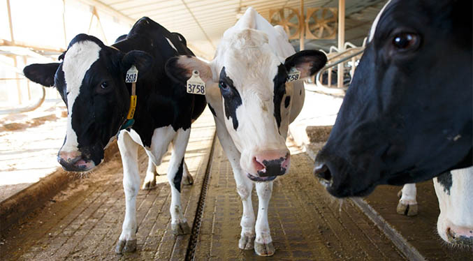Brasil detecta dos casos de «vacas locas» y suspende exportaciones para China