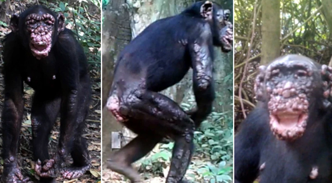 Diagnostican por primera vez la lepra en chimpancés salvajes