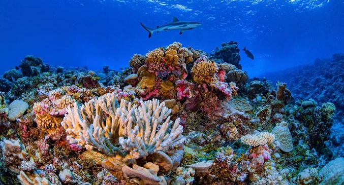 Estudio revela una pérdida del 14 % del coral mundial entre 2009 y 2018