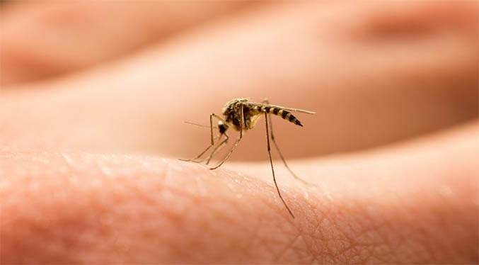 Investigación ofrece una esperanza para el tratamiento del dengue