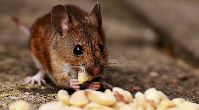 Ayunar mejora la calidad de vida según estudio realizado con ratones