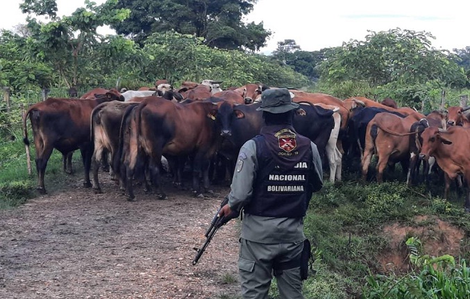GNB-Zulia recupera 30 semovientes bovinos en Jesús María Semprún