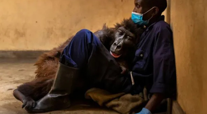 Ndakasi, la gorila del Congo que murió en brazos de su cuidador