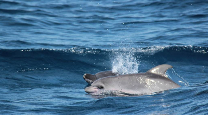 Esto es lo que revela el comportamiento de los delfines que nadan en Venezuela